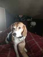 Beagle