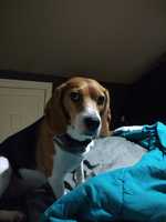 Beagle