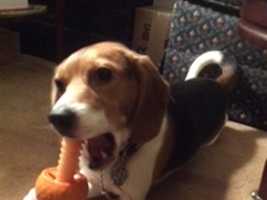 Beagle