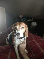 Beagle