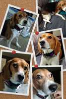 Beagle